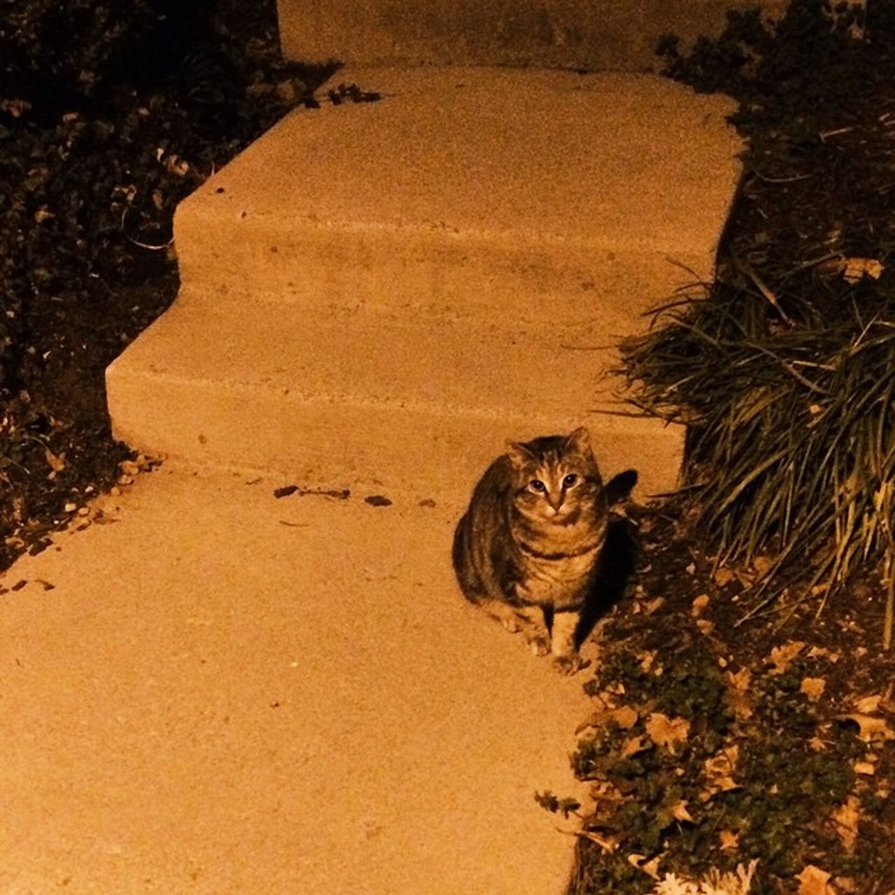 a cat in the night, a night cat
