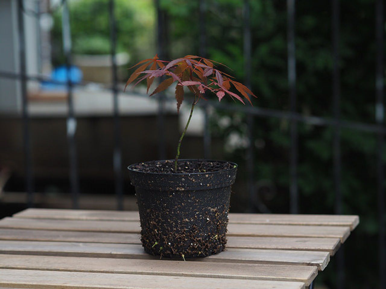 Japanese red maple sapling on an IKEA table