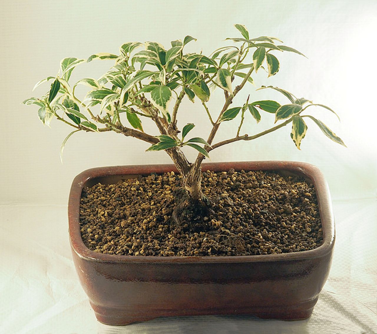 Pieris japonica bonsai