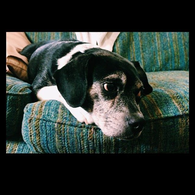 Spooky Christmas #dogsofcinci