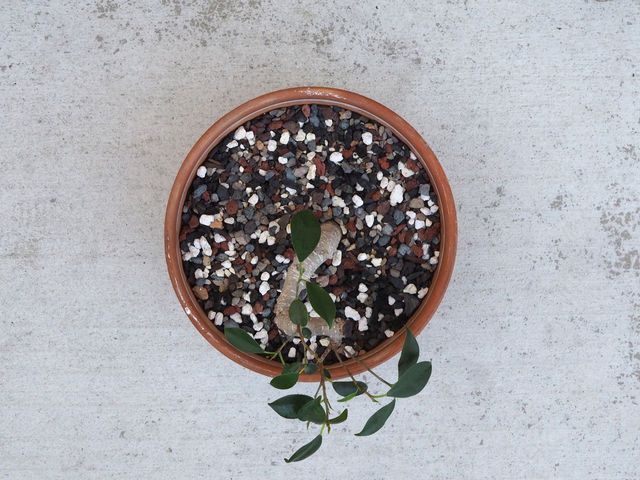 Golden gate ficus bottom half