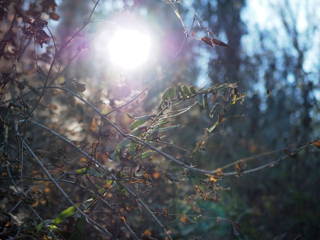 Light filtering through ferns