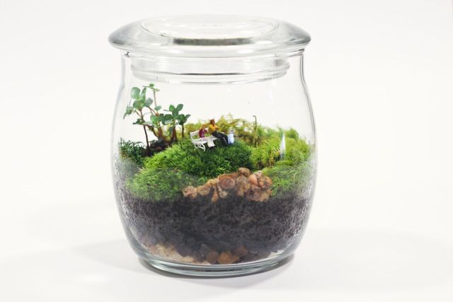 Bark Bench Terrarium