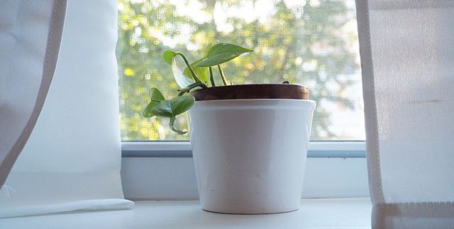 Picture of pothos plant in pot