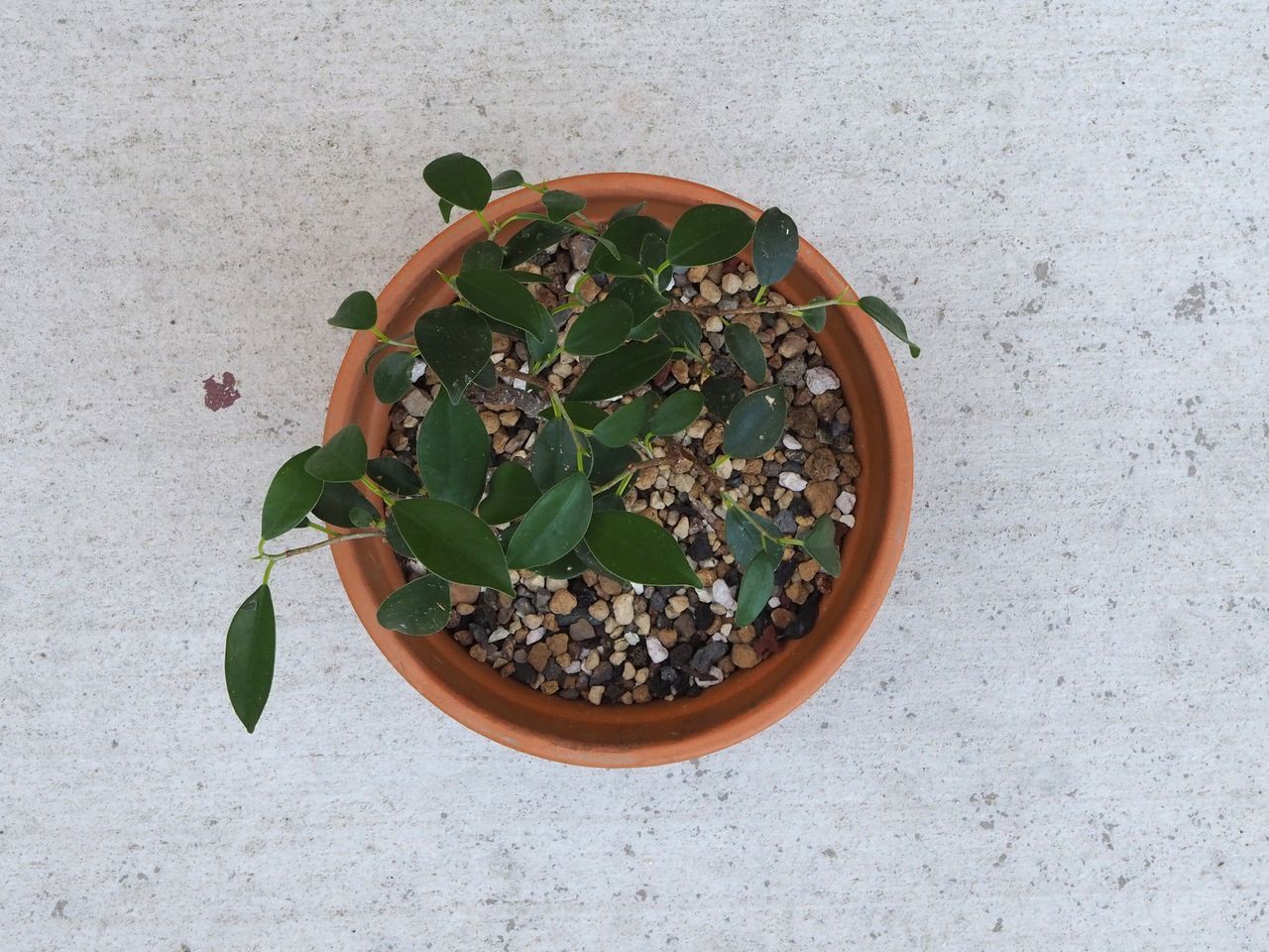 Golden gate ficus top